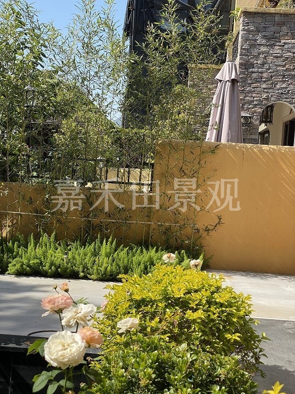在設(shè)計別墅花園時如何養(yǎng)好菊花？